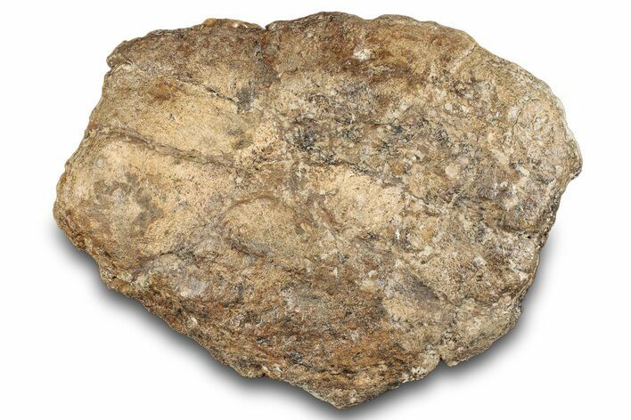 Dinosaur (Triceratops) Frill Shield Section - Montana #284934